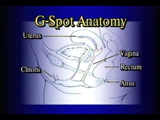 g-spot anatomy